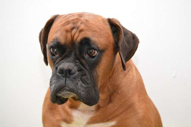 boxer fej