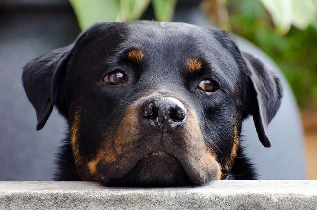 rottweiler az asztalra támaszkodik és néz